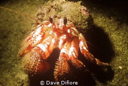 Rainy Day too rough to go out ,Hermit shot under boat anc... by Dave Difiore 